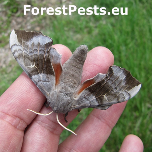 Li&scaron;aj topoľov&yacute;