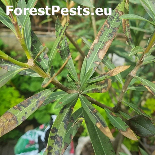 &Scaron;kvrnitosť listov oleandra