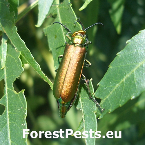 Pľuzgiernik lek&aacute;rsky