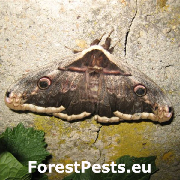 Ok&aacute;ň hru&scaron;kov&yacute;