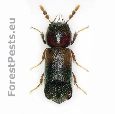 Pak&ocirc;rnik Scobicia chevrieri