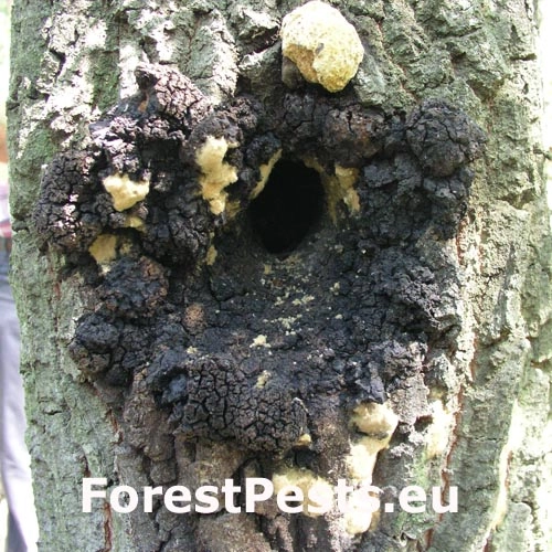 Ry&scaron;avec datl&iacute;