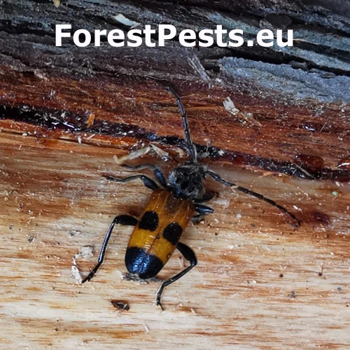 Fuz&aacute;č Semanotus russicus