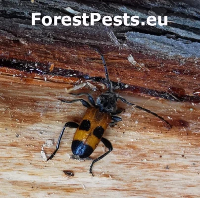 Fuz&aacute;č Semanotus russicus