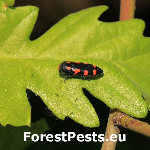 Krasoň žlto&scaron;kvrnn&yacute;