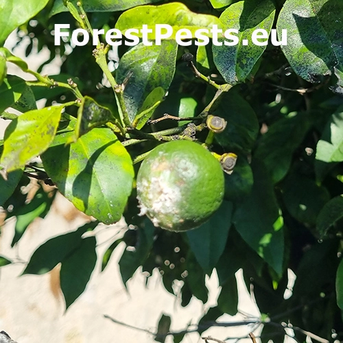 Červec citrusov&yacute;