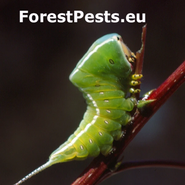 Hranostajn&iacute;k ibersk&yacute;