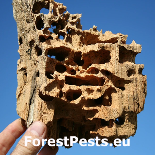 Mravec čiernoleskl&yacute;