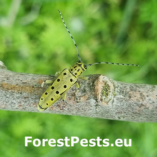 Vrz&uacute;nik Saperda perforata