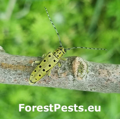 Vrz&uacute;nik Saperda perforata