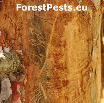 Lykožr&uacute;t Orthotomicus erosus
