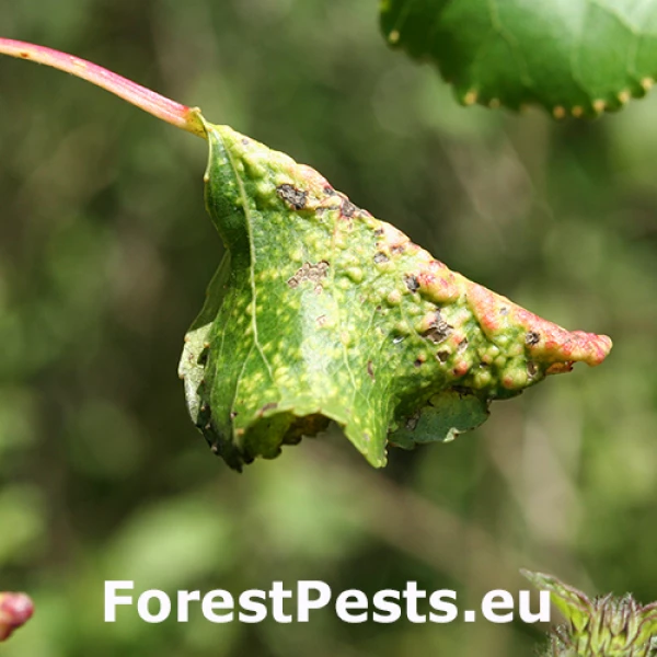 Vo&scaron;ka Thecabius affinis