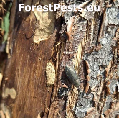 Krasoň Trachypteris picta