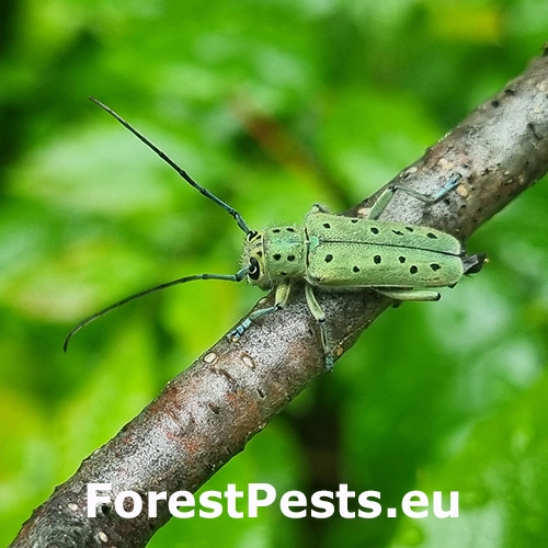 Vrz&uacute;nik Saperda punctata