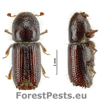 Lykožr&uacute;t Orthotomicus laricis