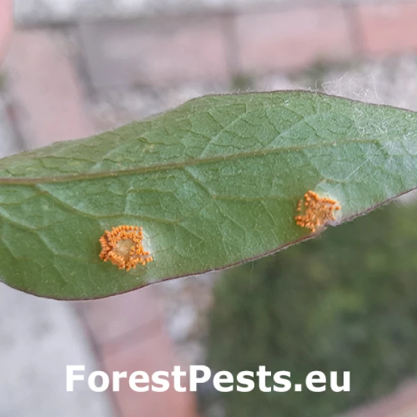 Hrdza Aecidium clematidis