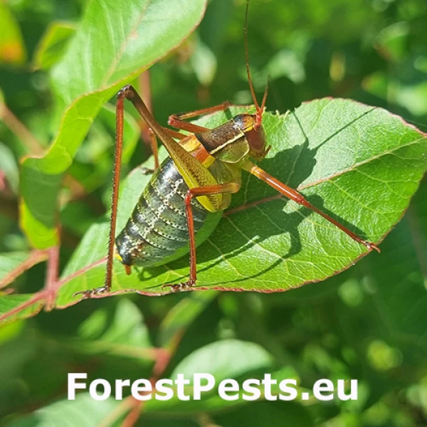 Kobylka Barbitistes yersini