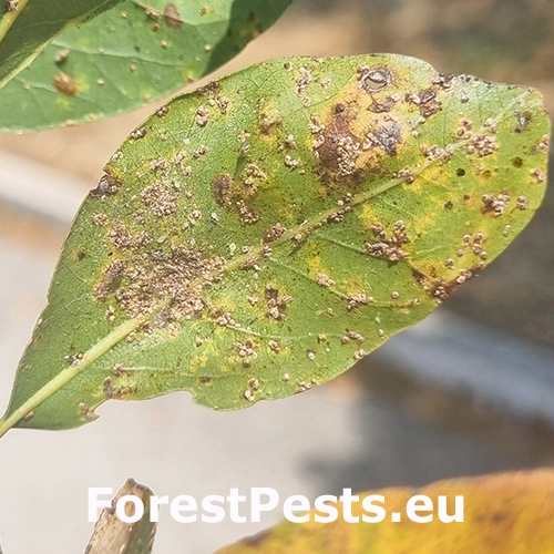 &Scaron;t&iacute;tnička Aonidia lauri