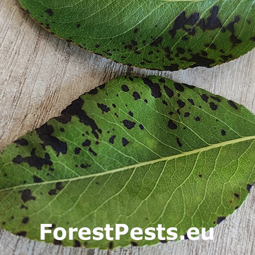 Biela &scaron;kvrnitosť hru&scaron;ky