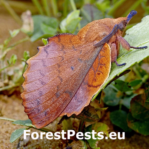 Priadkovec ovocn&yacute;