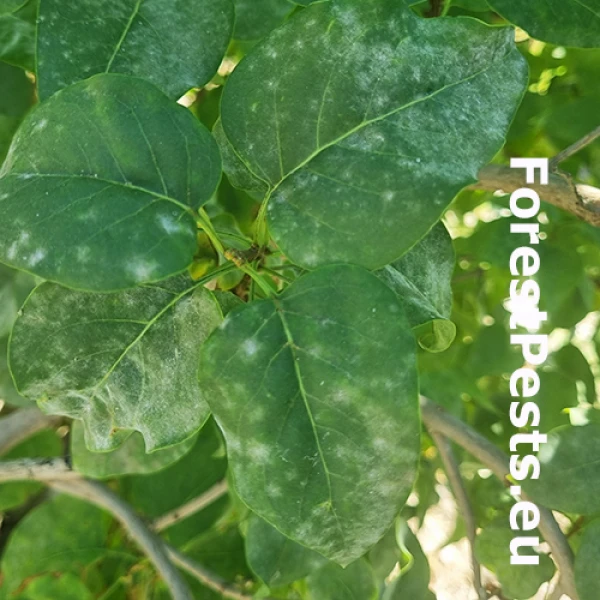 M&uacute;čnatka orgov&aacute;nov&aacute;