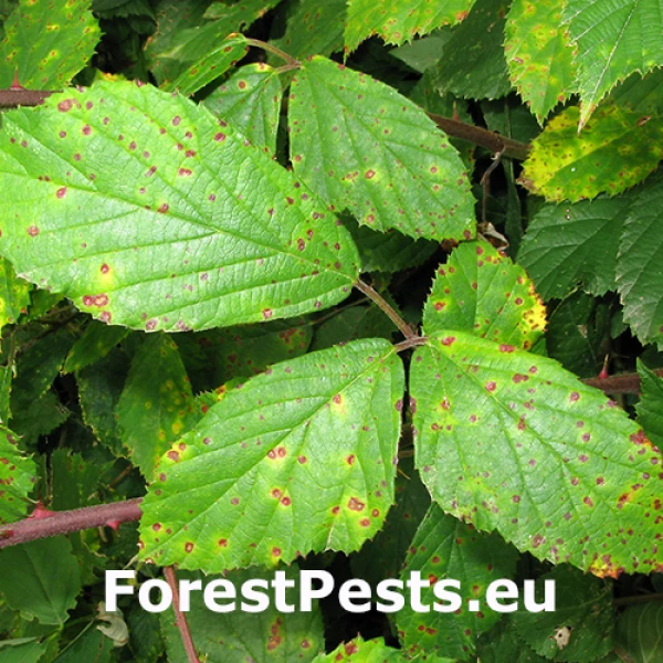 Hrdza na malin&aacute;ch