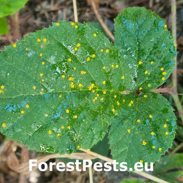 Hrdza ostružinov&aacute;