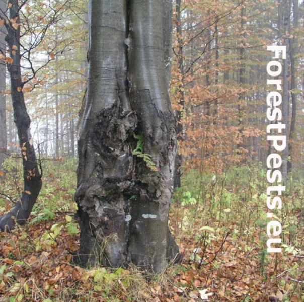 Hlivka &Scaron;arl&aacute;tov&aacute;