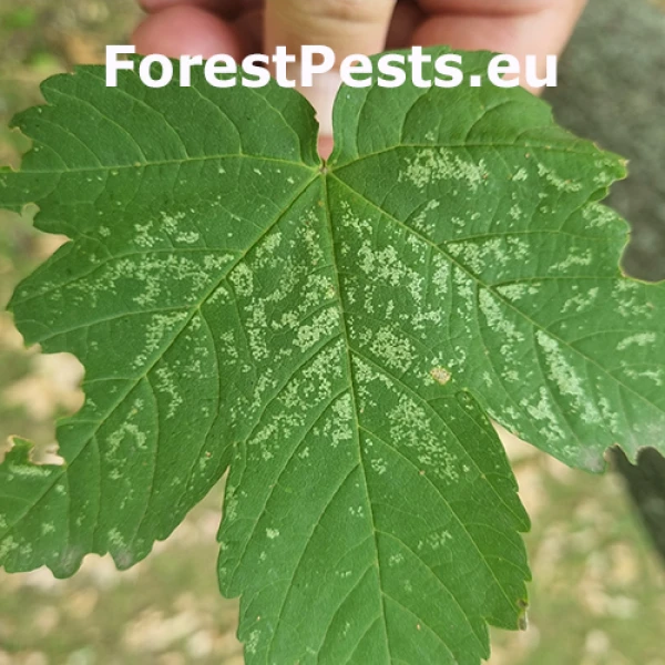 Cik&aacute;dky na javori