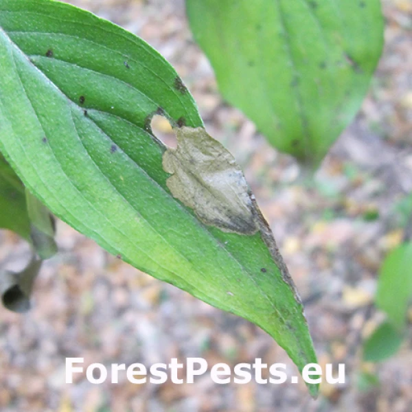 Leaf miner Antispila metallella