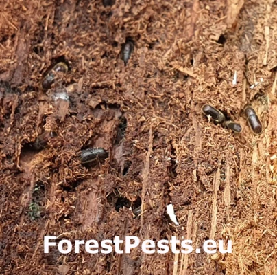 Lykožr&uacute;t dubov&yacute; Taphrorychus villifrons