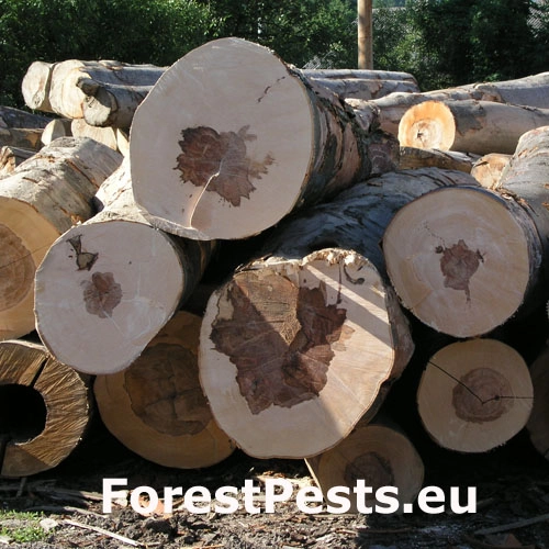 Neprav&eacute; jadro