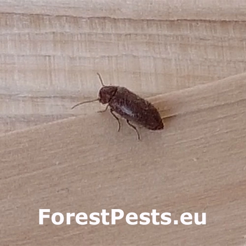 Červotoč hned&yacute;