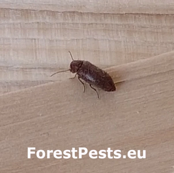 Červotoč hned&yacute;