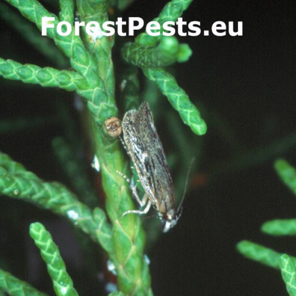 Psota borievkov&aacute;