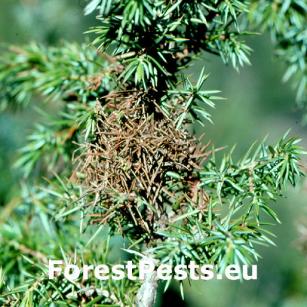 Obaľovač Lozotaeniodes cupressana