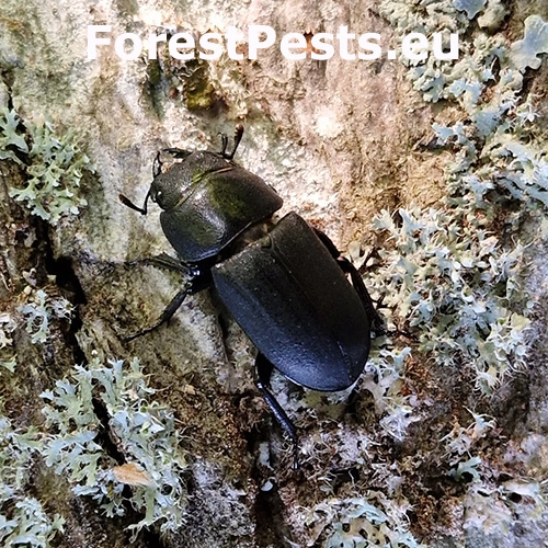 Roh&aacute;čik obyčajn&yacute;