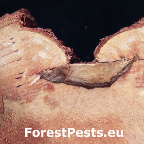 Pezikula &scaron;koricov&aacute;