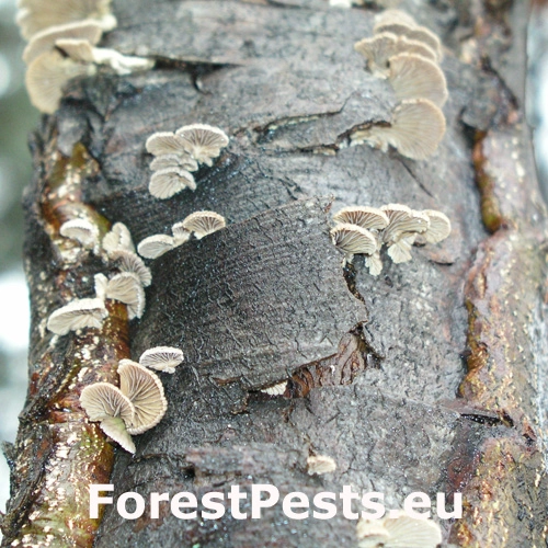 Klanolupeňovka obyčajn&aacute;