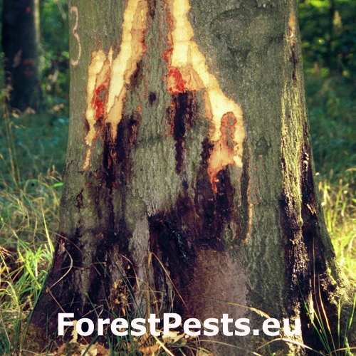 Fytoft&oacute;ra kambiov&aacute;