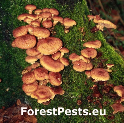 Podpňovka obyčajn&aacute;