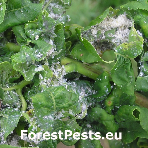 Dutin&aacute;rka orgov&aacute;nov&aacute;  