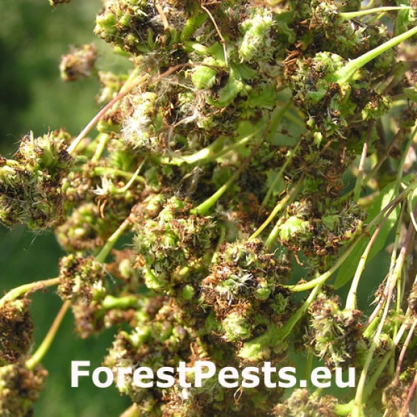 Mite Aceria fraxinivora