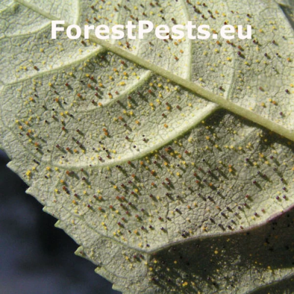 Veľkom&uacute;čka jaseňov&aacute;