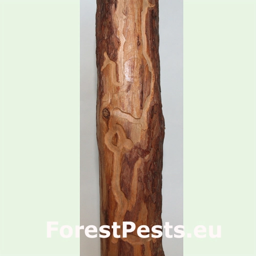 Fuz&aacute;č smrekovcov&yacute;