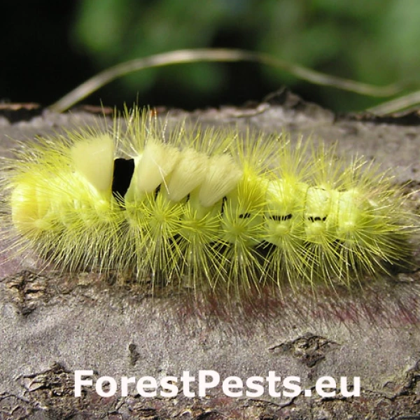 &Scaron;tetinavec orechov&yacute; 