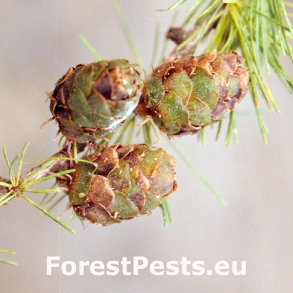 Plodomor Resseliella skuhravyorum 