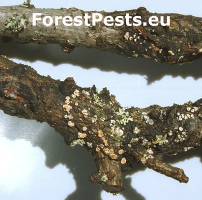 Vlnu&scaron;ka Wilkomova