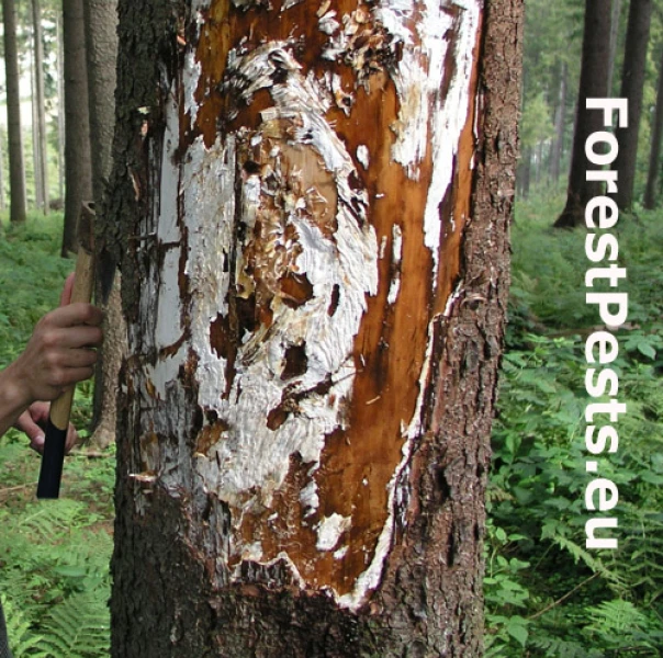 Podpňovka smrekov&aacute; 