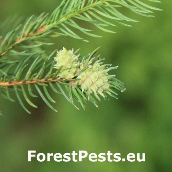 K&ocirc;rovnica smrekovcov&aacute;